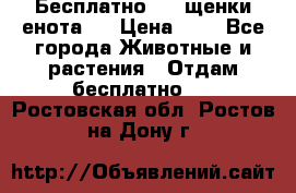 Бесплатно !!! щенки енота!! › Цена ­ 1 - Все города Животные и растения » Отдам бесплатно   . Ростовская обл.,Ростов-на-Дону г.